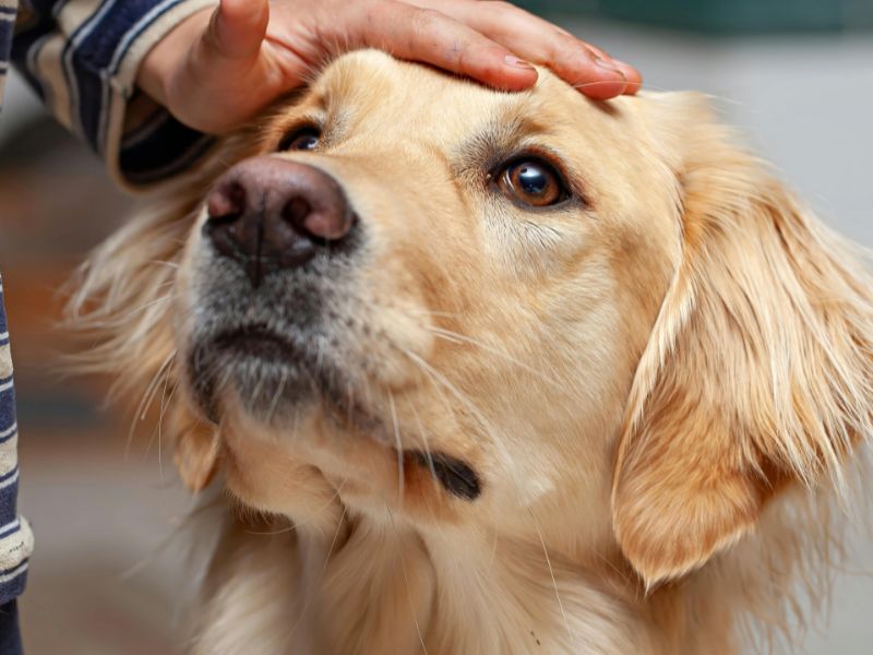 Zbliżenie na jasnego psa, podobnego do golden retrievera. Pies patrzy w górę spokojnymi, ciemnymi oczami. Na jego głowie spoczywa ludzka dłoń, która delikatnie go głaszcze. Pies wygląda na spokojnego i ufnego. W tle widać niewyraźne wnętrze, fot. canva